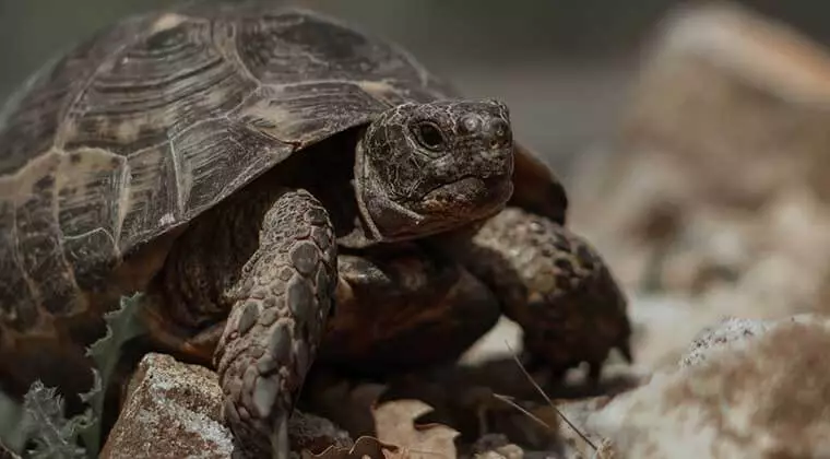 how to identify tortoise species