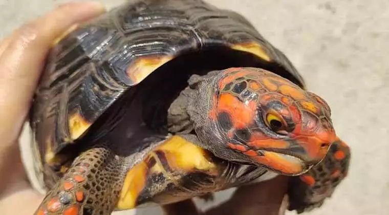 what can red footed tortoises eat
