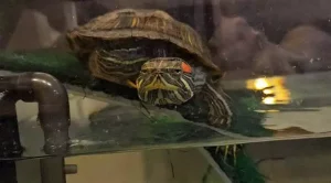 what fish can live with red eared sliders