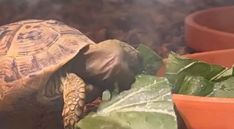 what fruits can russian tortoises eat