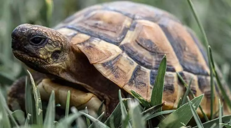 when do russian tortoises hibernate