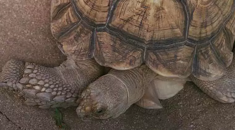 when does a tortoise hibernate