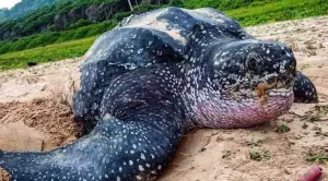 where do leatherback sea turtles live