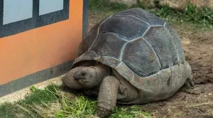 why do tortoises make noises