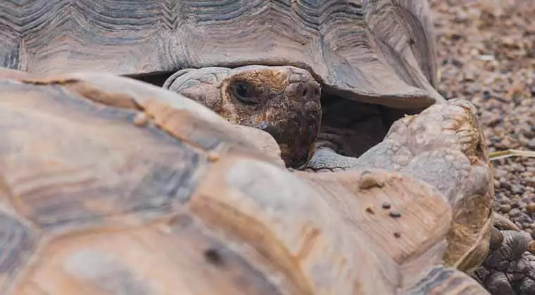 why do tortoises make noises when mating