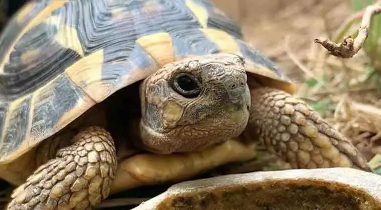can a tortoise eat kale