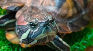 can red eared sliders eat carrots