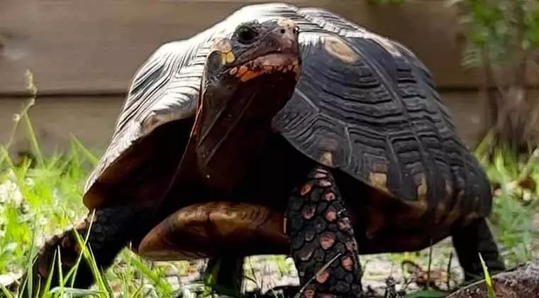 can red foot tortoises eat apples