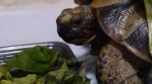 can sulcata tortoises eat bok choy