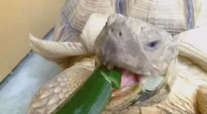 can sulcata tortoises eat cucumbers