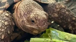 can tortoises eat cactus