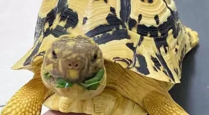 can tortoises eat parsley