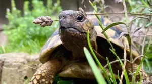 can tortoises eat roses