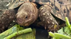can tortoises eat spinach