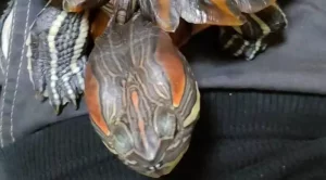do red eared sliders shed