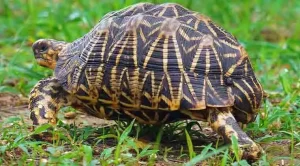 do tortoise have opposable thumbs