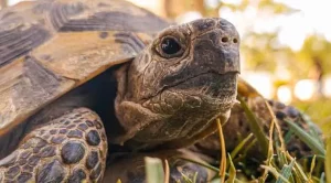 does tortoise shell grow back
