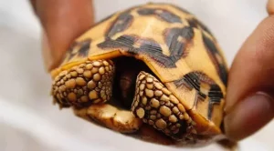 how long can a tortoise survive on its back