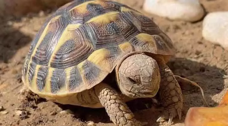 how long do russian tortoises hibernate