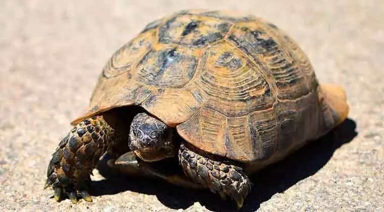 what fruits and vegetables can russian tortoises eat
