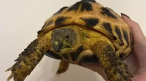 can russian tortoises eat cabbage