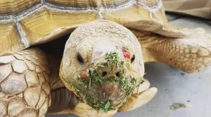 can sulcata tortoises eat tomatoes