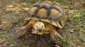 can tortoises eat nectarines